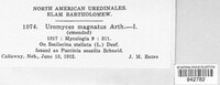 Uromyces magnatus image